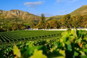 Taffelbjerget, fuglenes verden og Constantia vingårdstur