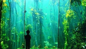 Two Oceans Aquarium Shop