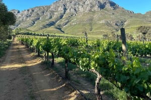 Degustazione di vini in 3 tenute + tigri e leoni (trasporto incluso) CITTÀ DEL CAPO