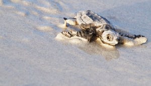 Sea Turtles Nesting in Cape Verde