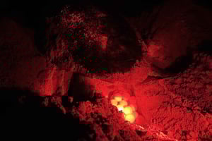 Boa Vista: Guided Turtle Experience with a Certified Guide