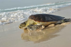 Boavista by Moonlight: The Sea Turtle Experience