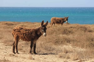 Cabo Santa Maria wreck, Sal Rei, Viana Desert, and pottery school in Rabil