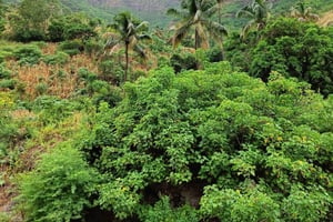 Island Tour specially designed for cruise guests