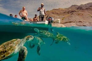 Live Snorkeling & Swimming with Sea Turtles in the Atlantic