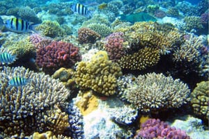 Snorkel en el arrecife de Gatas Bay