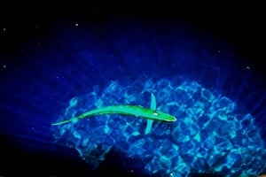 Sal: escursione di un'intera giornata intorno all'isola con pranzo