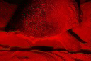 Tour privato di osservazione delle tartarughe nell'habitat naturale dell'isola di Sal