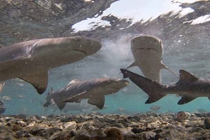 Isola di Sal: Esperienza di Shark Bay da Santa Maria