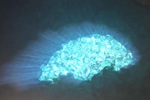 From Sal Island: Blu eye, Salt lake, Lemon Sharks & Palmeira