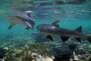 Experiencia en las Salinas y los Tiburones Limón