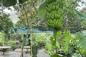 Santiago: São Domingos økologiske tur med lunsj