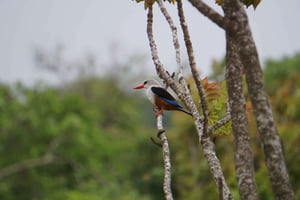 Santo Antão: Tour dell'isola di un'intera giornata e visita alla Cova de Paúl