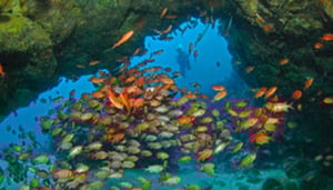 Scuba Team Cabo Verde