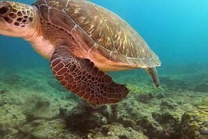 Breve escursione di snorkeling