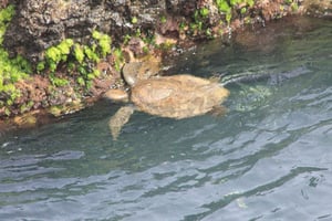 Grønne havskildpadder, svømme-stop, Varandinha-hulen, ørken og sandboarding