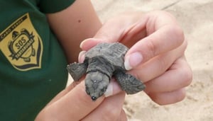 Turtle SOS Cabo Verde