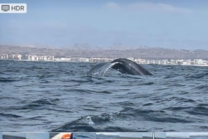 Whale watching tour SEASONAL