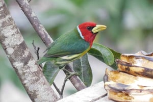 Lintujen tarkkailu KAIKKI mukana - Alkaen Medellín