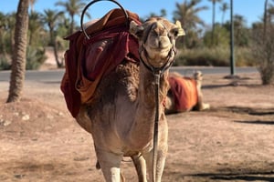 Kamelridningseventyr gjennom Marrakeshs ørkenlandsbyer