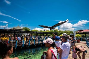 Cartagena: Dagsudflugt til 4 øer + caribisk frokost