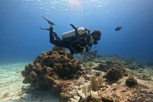Plongée à Cozumel : 2 plongées dans le parc national pour les plongeurs certifiés