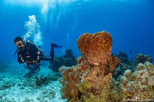 Cozumel: Parque Marino del Sur y Tour de Buceo en los Arrecifes de Cozumel