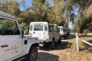 From Arles: Half-Day 4x4 Camargue Safari
