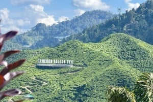 Cameron Highlands: tour di 1 giorno con pranzo da Kuala Lumpur