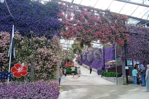 Depuis Kuala Lumpur : visite privée ou partagée à Cameron Highlands