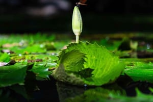 Из Мериды: откройте для себя сеноты майя и дух воды