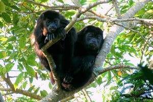 Desde Veracruz: Tour Catemaco, Naturaleza, Cascadas y Monos