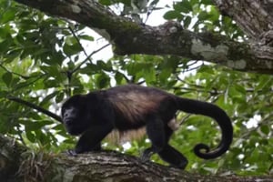 Guanacaste: Deluxe Combo-opplevelse på Rincón de la Vieja