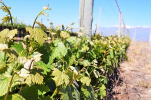 Mendoza: Halvdagstur med vinsmagning