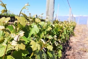 Mendoza: tour di mezza giornata con degustazione di vini