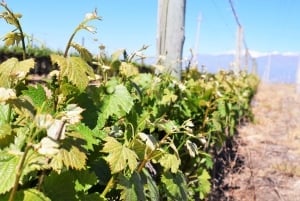 Mendoza: tour di mezza giornata con degustazione di vini