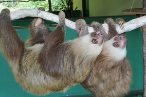 Panama: Wyspa Małp, wycieczka do Sanktuarium Leniwców i Kanał Panamski