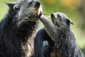 Paris: Ménagerie Zoo i Jardin des Plantes Inngangsbillett