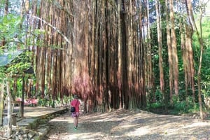 Santa Marta: Tour Quebrada Valencia ou Guachaca e Buritaca com almoço