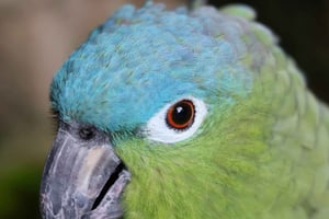 Tulum, 4 cenotes, Playa del Carmen