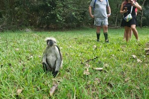 Zanzibar: Jozani-skogen for rød colobus-ape – halv dagsomvisning