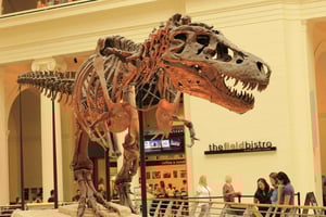 Chicago: Field Museum Ticket & Digital Tour