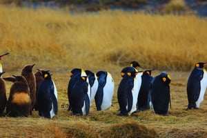 Seikkailu maailman ääriin: kuningaspingviini ja tulimaat yhdessä päivässä