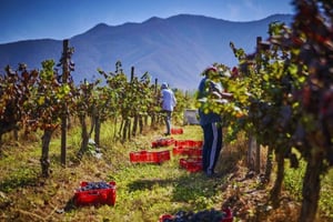 Cachapoal-dalen: Privat omvisning på vinruten til vingårdene Casa Acosta og VIK