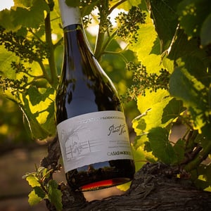 Casas del Bosque Winery