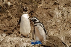 Castro: Tour di un giorno sui pinguini di Chiloé e sul Forte San Antonio