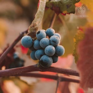 Cousino Macul Winery