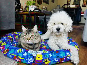 Клуб собак и кошек