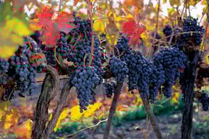 Nova experiência com os vinhos Concha y Toro