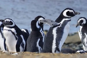 Kryssningspassagerare: Magdalena Island (pingviner) januari, februari och mars